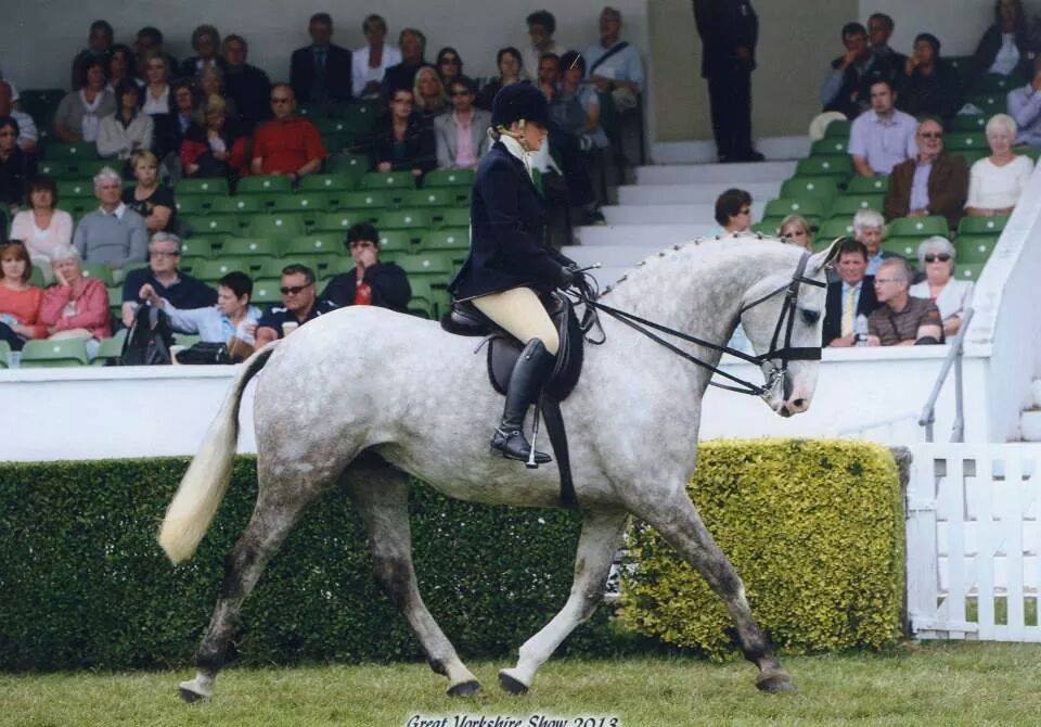 Bowland Irish Draught Horses